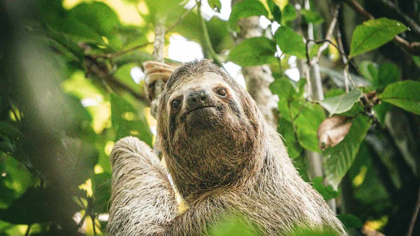 A sloth hanging from a tree branch in the jungle