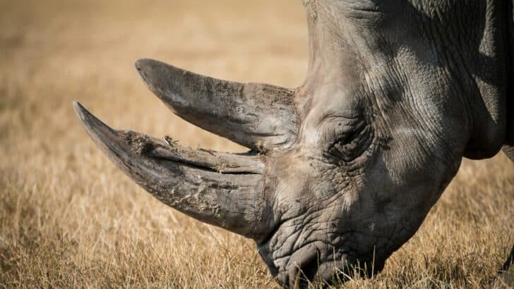 This Ancient Rhino Looked Like a Cross Between a Tank and a Horse