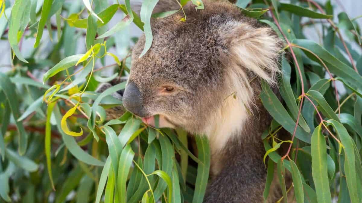 a koala eating leaves from a tree