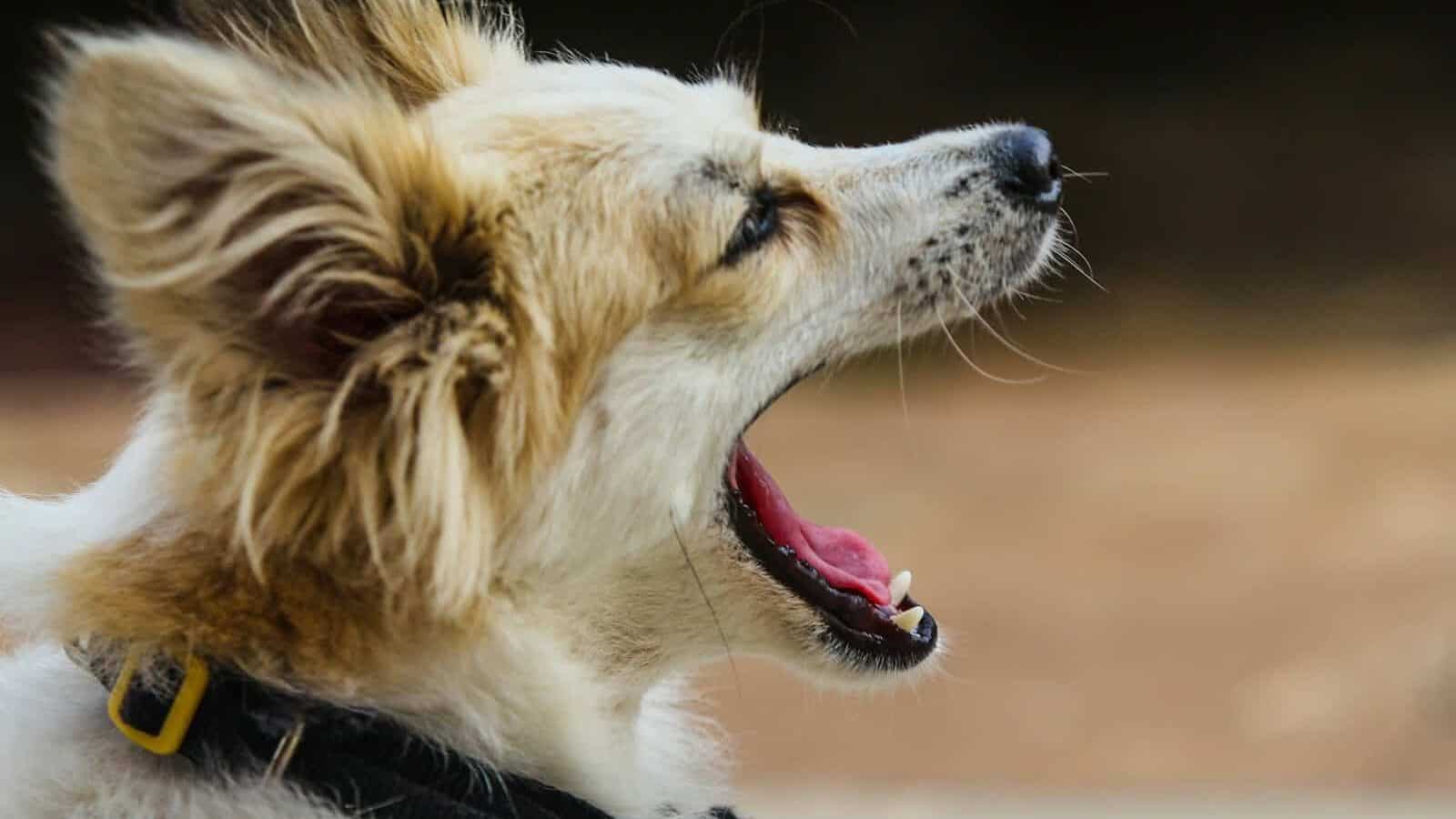 a dog yawns while sitting on the ground