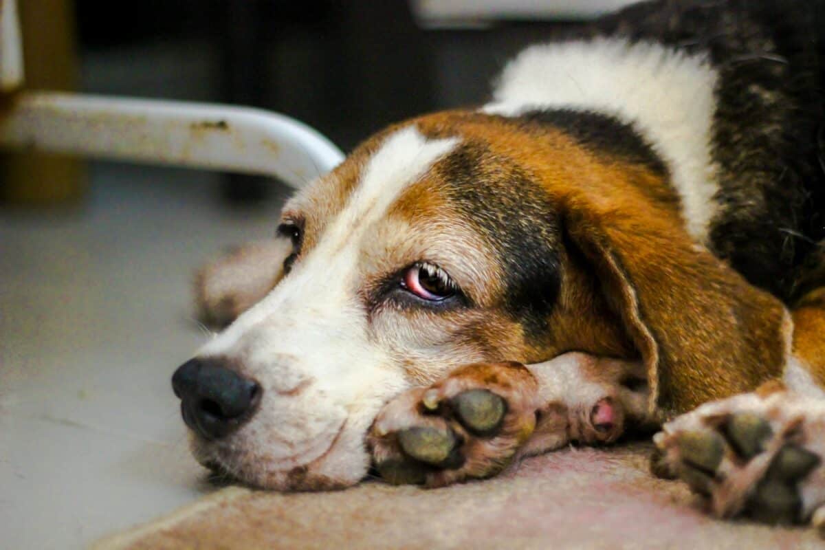 Recognizing Physical Signs of Animal Abuse 