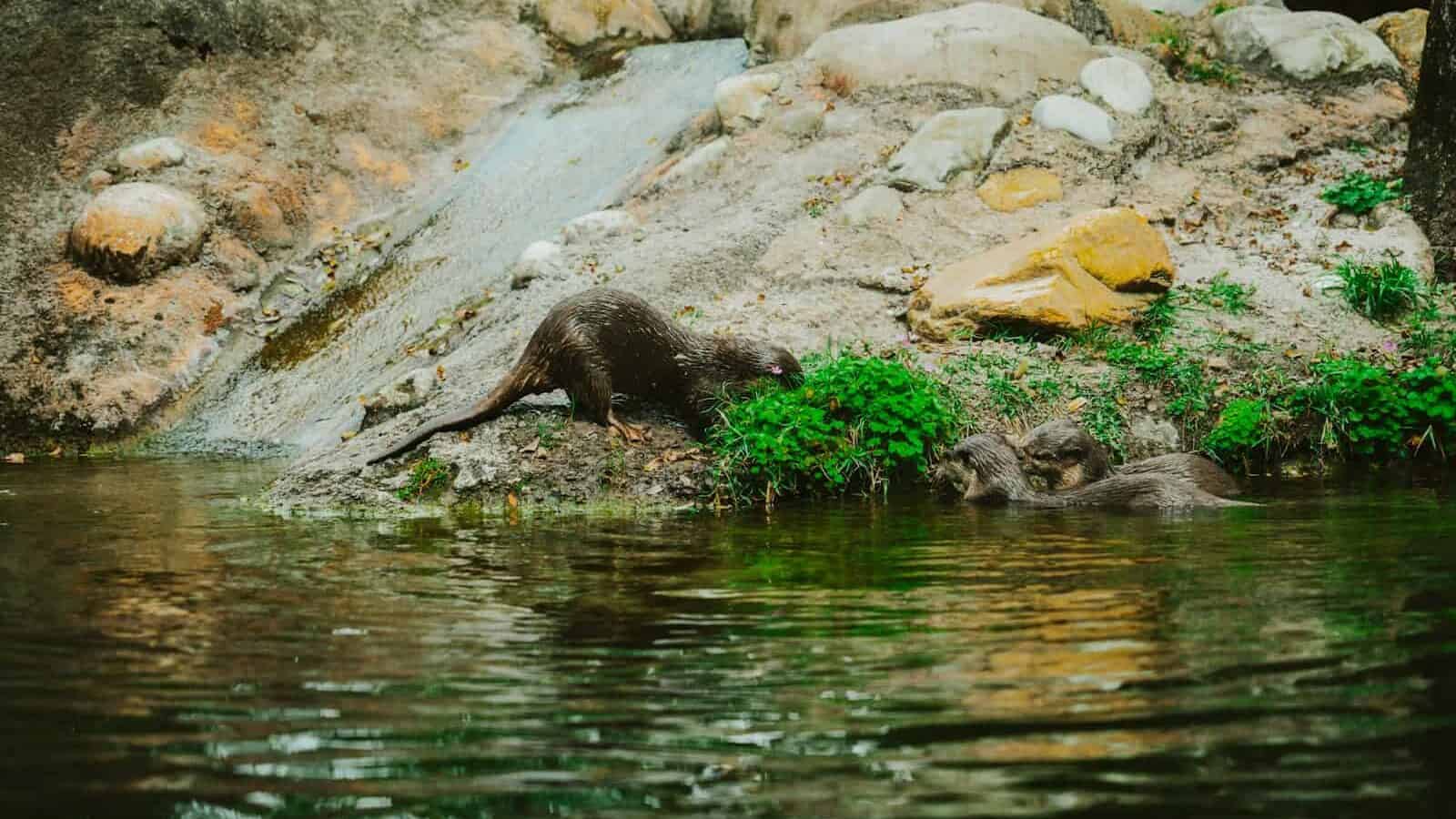 an animal that is laying down in the water