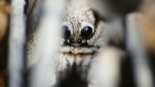 A close-up look of a huge white spider.