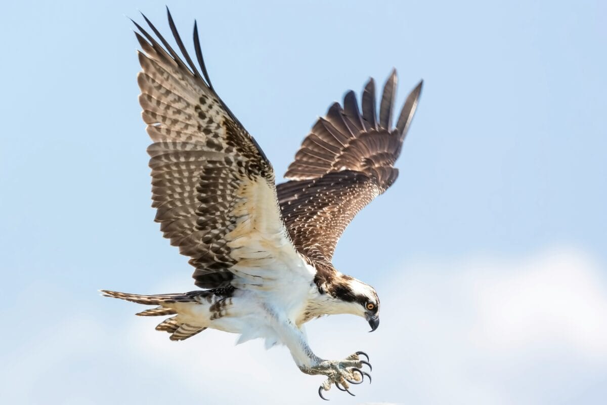 A huge osprey prepares for landing.