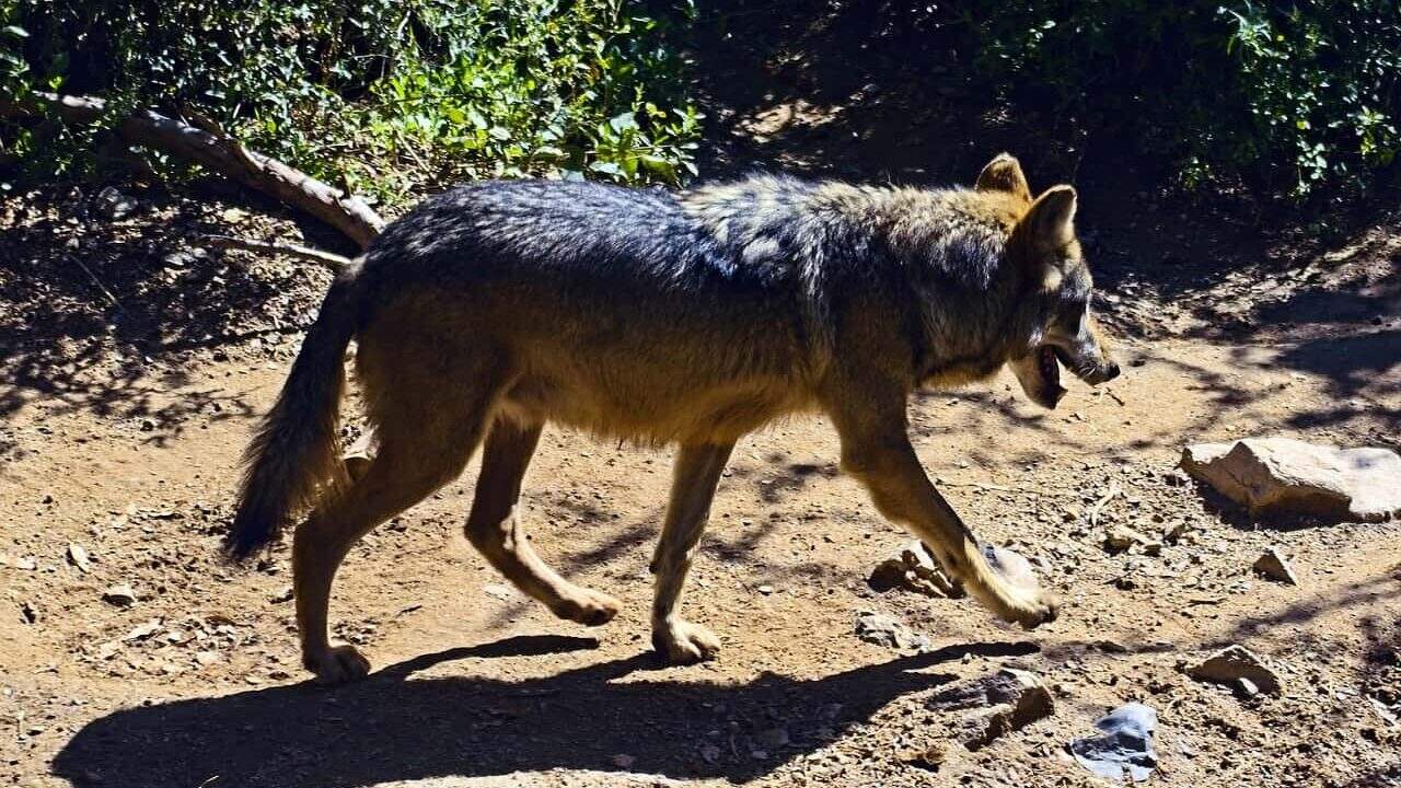 the most endangered wolf
