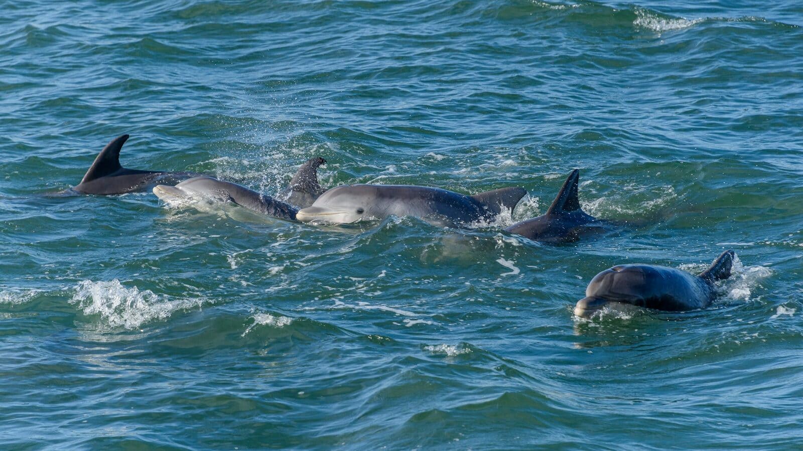 a group of dolphins swimming in the ocean