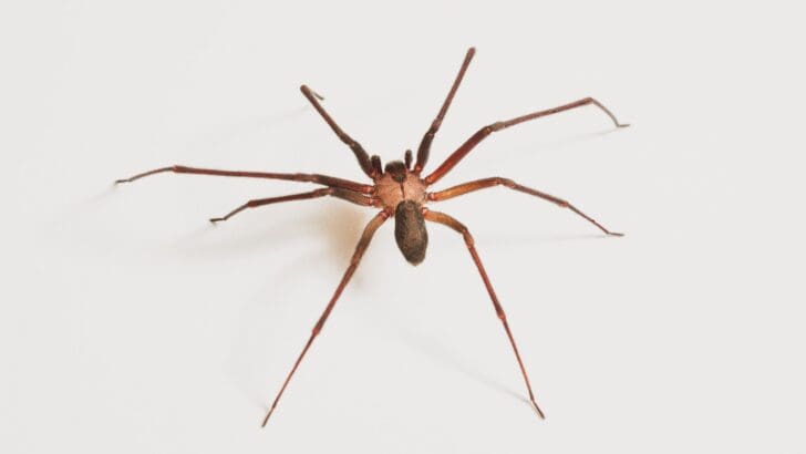 The Brown Recluse: More Common Than You Think