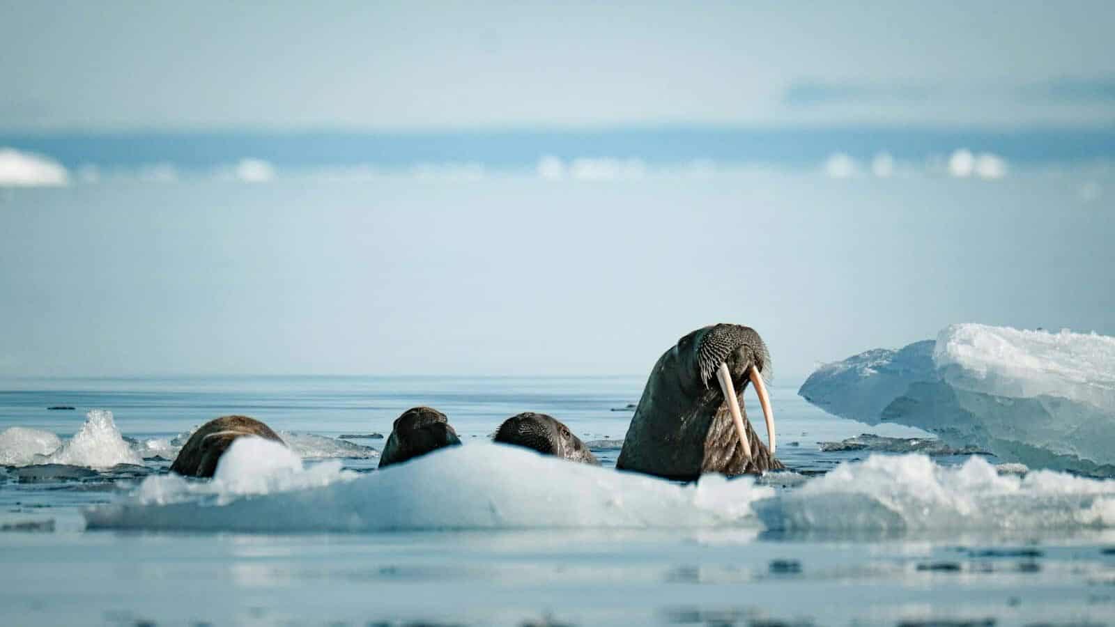 A group of walins swimming in the ocean
