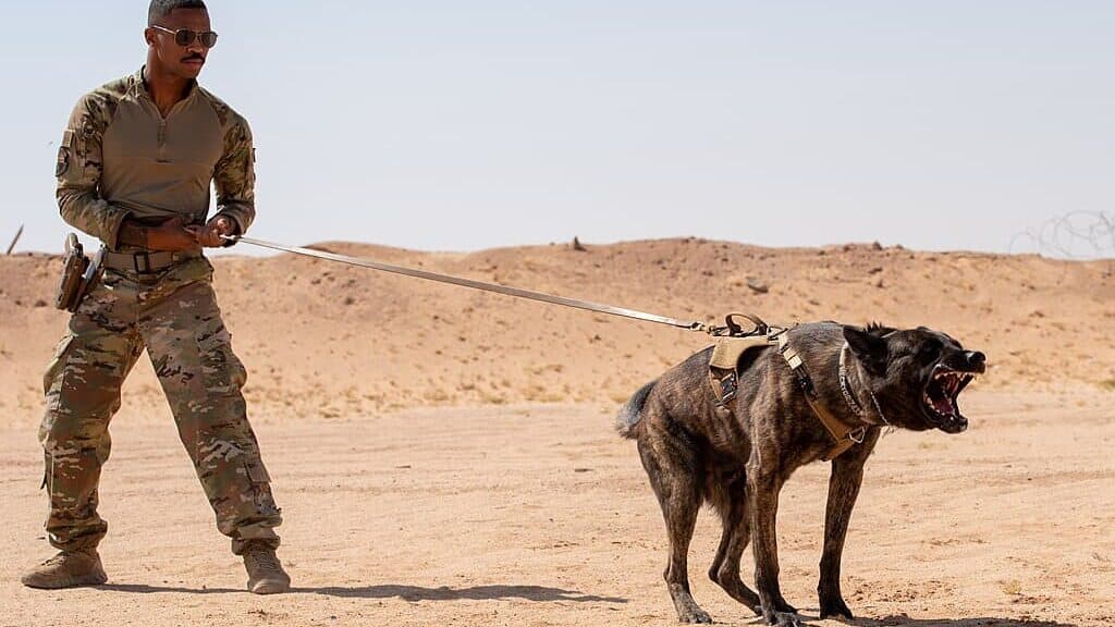 military working dog