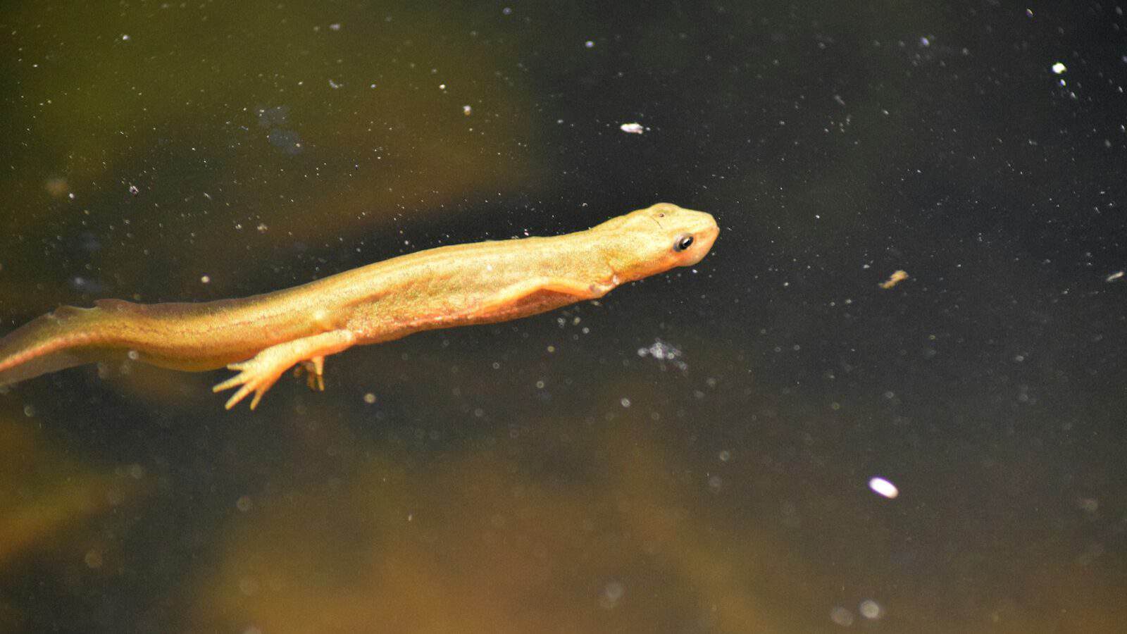 a small yellow fish floating on top of a body of water