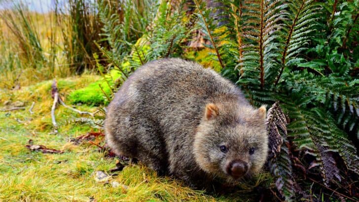 How Wombats Defend Their Burrows With Rock-Hard Backsides