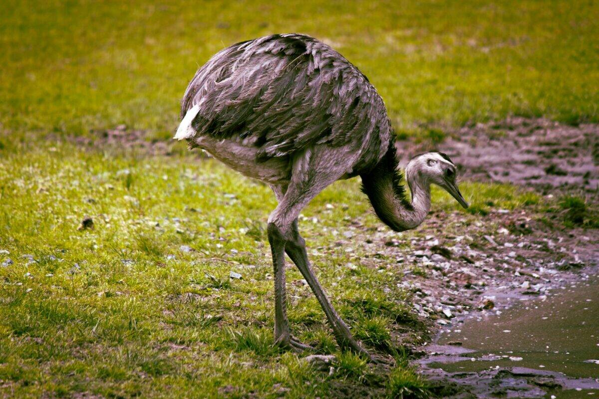 a bird walking in a puddle