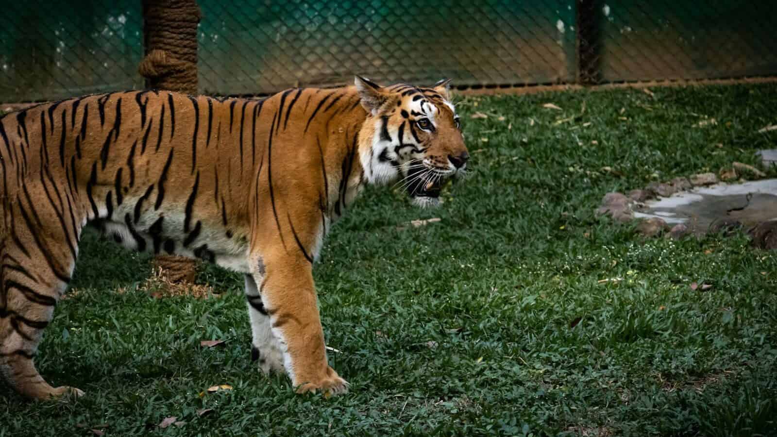 a tiger is standing in the grass near a fence