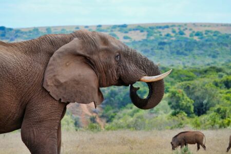 How Elephants Use Infrasound to Communicate Over Miles