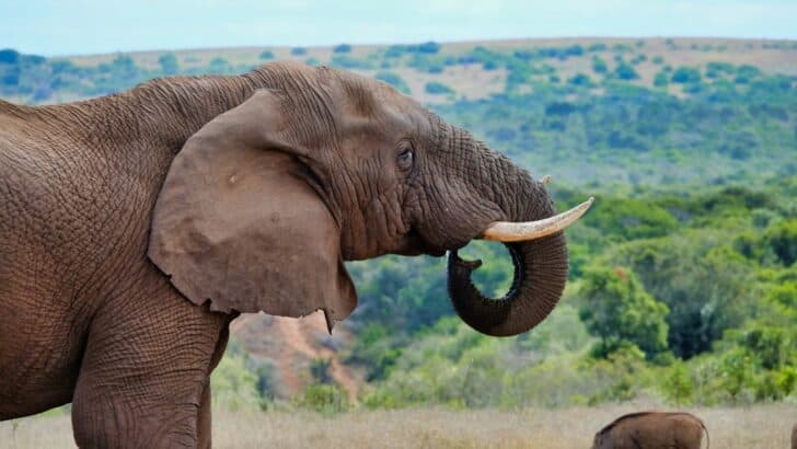 How Elephants Use Infrasound to Communicate Over Miles