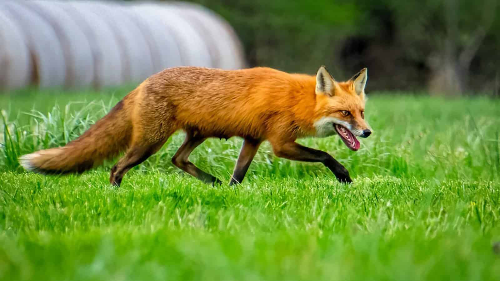 a fox running in grass
