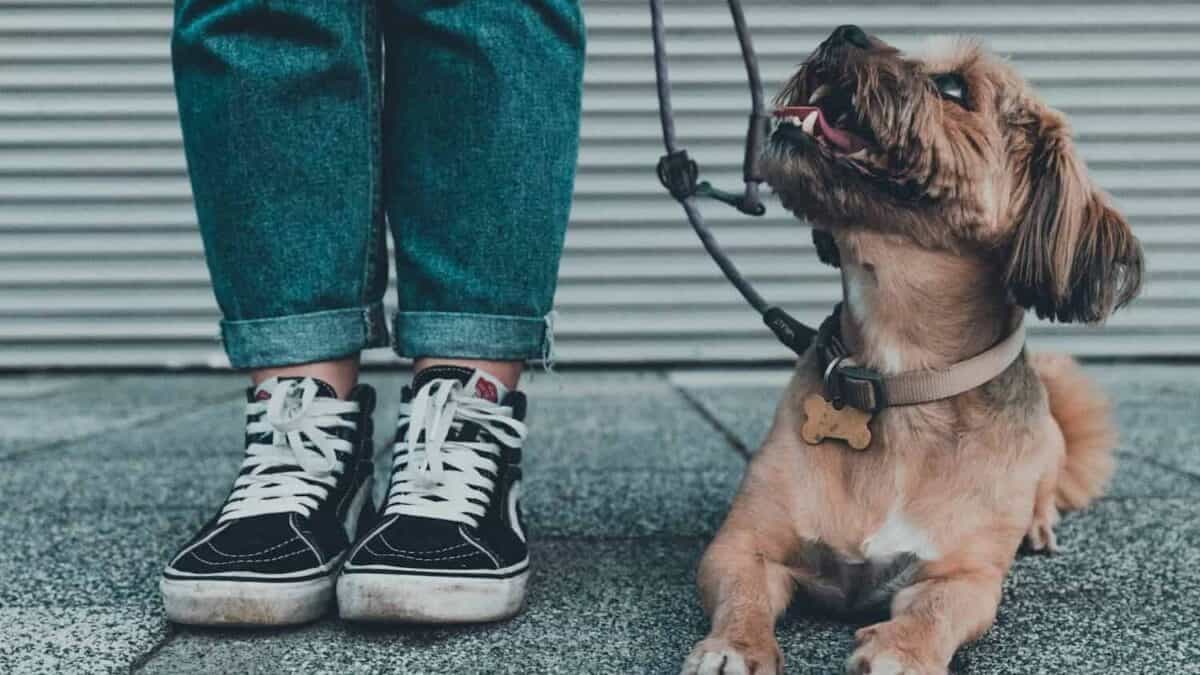 brown short coated dog wearing blue denim jeans and black and white converse all star high