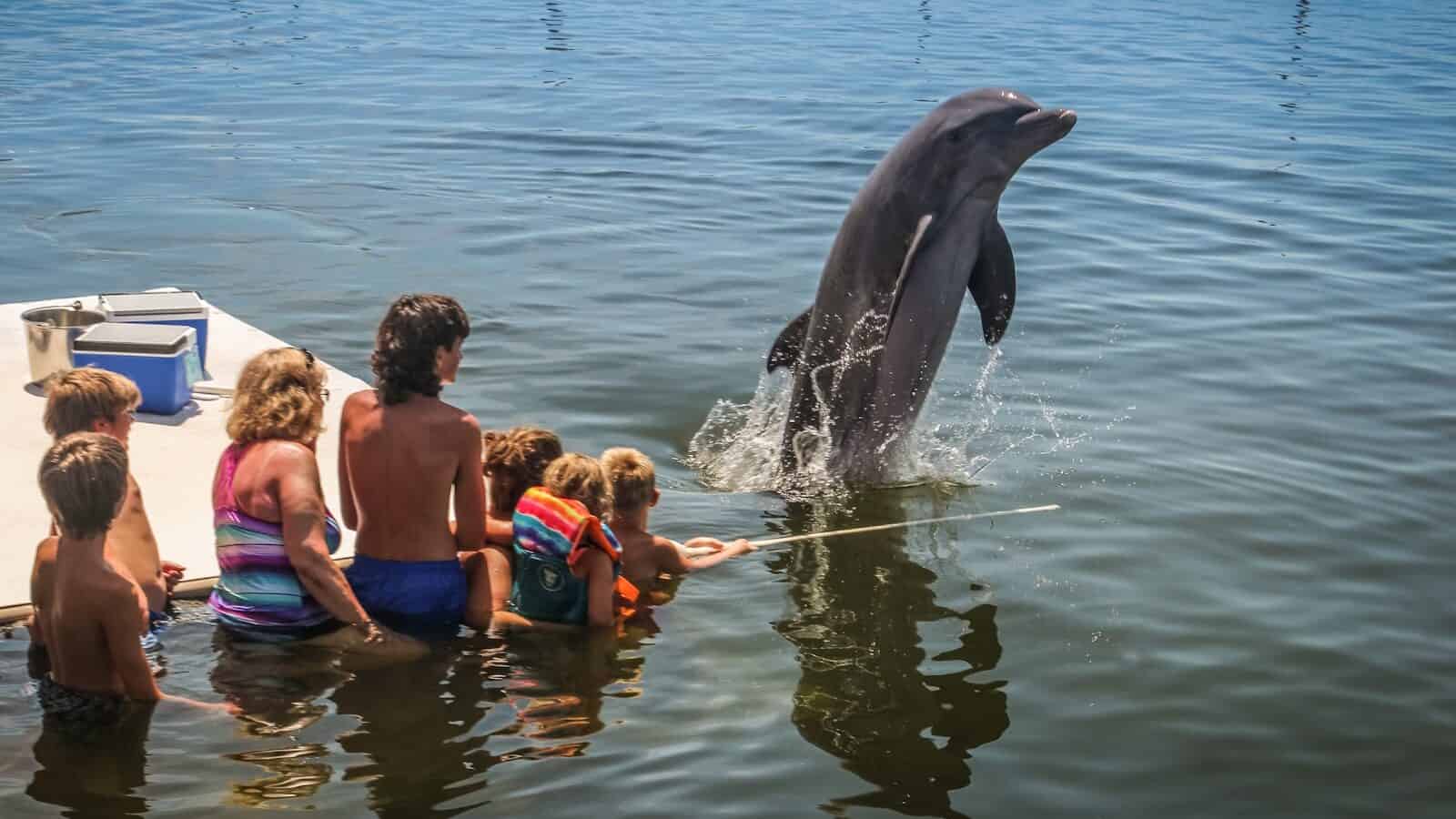 a group of children watching a dolphin jump out of the water