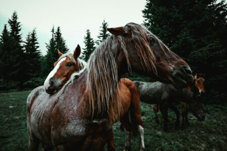 Why Horses Rest Their Heads on Each Other