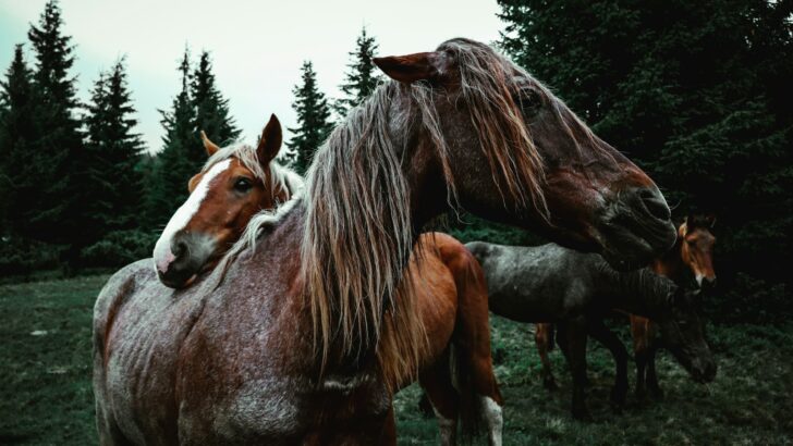 Why Horses Rest Their Heads on Each Other