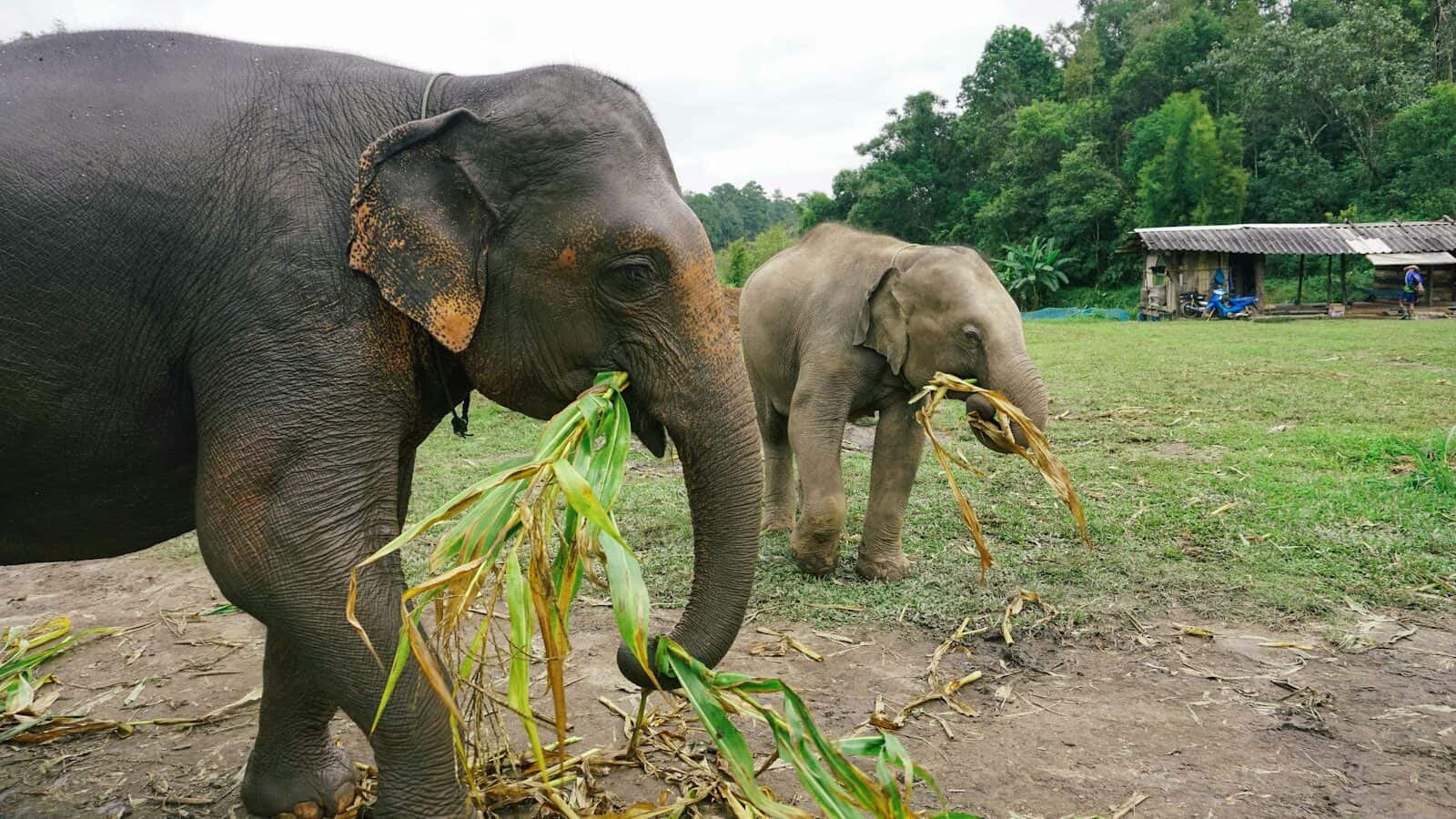 A couple of elephants standing on top of a lush green field