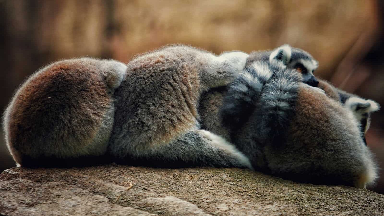 a group of furry animals lying on a rock