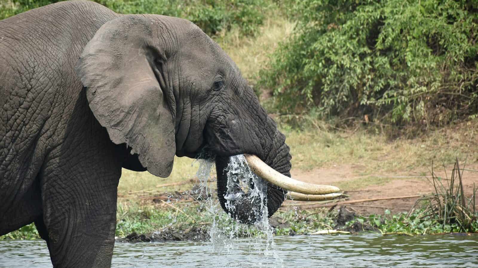 a large elephant standing next to a body of water