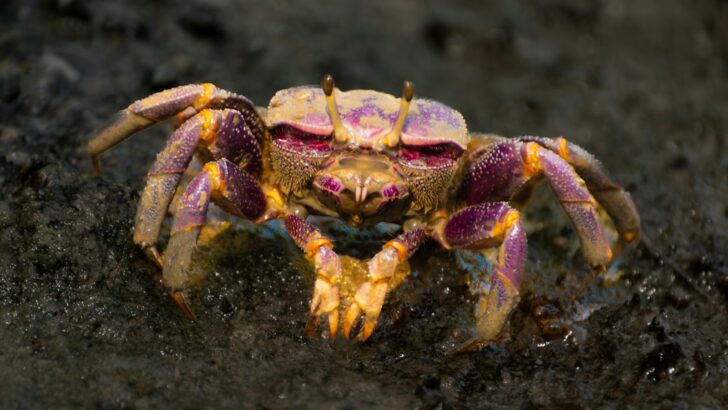Coastal Creatures That Appear at Low Tide in Oregon