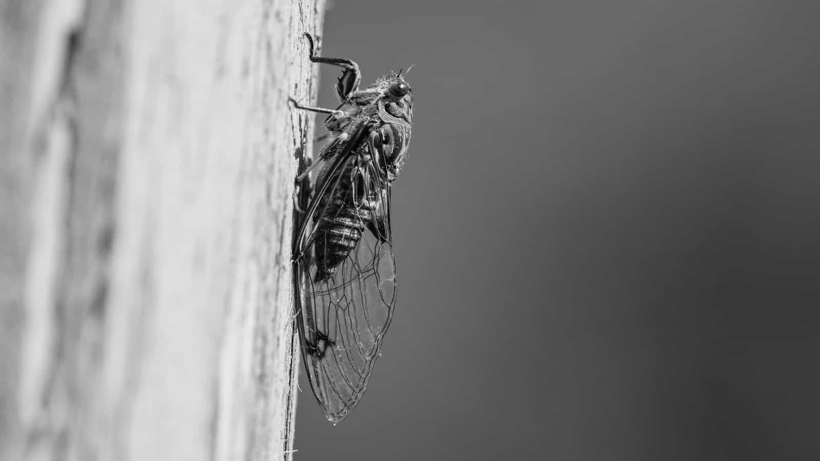a black and white photo of a fly on a wall