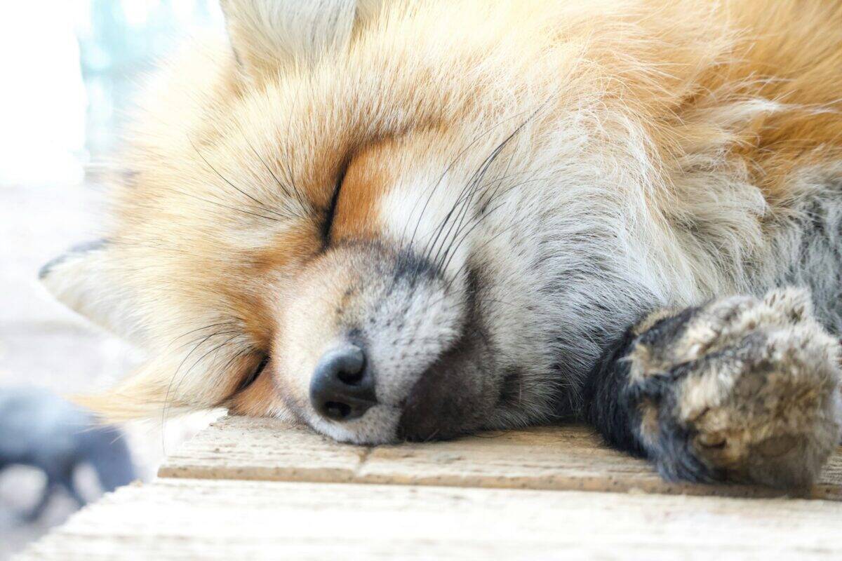 a close up of a dog sleeping on a wooden surface