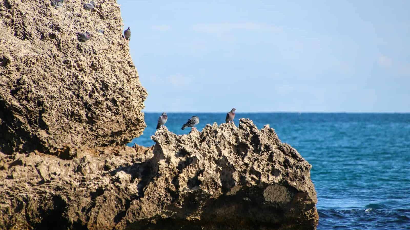 A group of birds sitting on a rock in the ocean