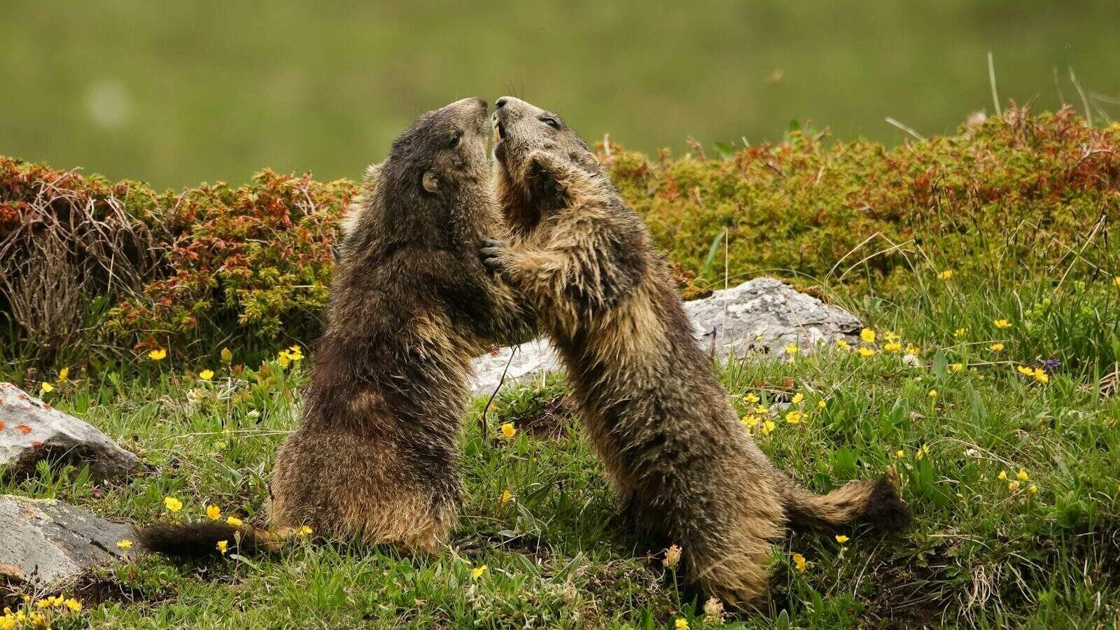 Two marmots are play-fighting in the grass.