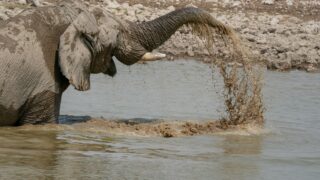 an elephant playing in the water