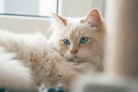 The Cat That Sailed into Naval History