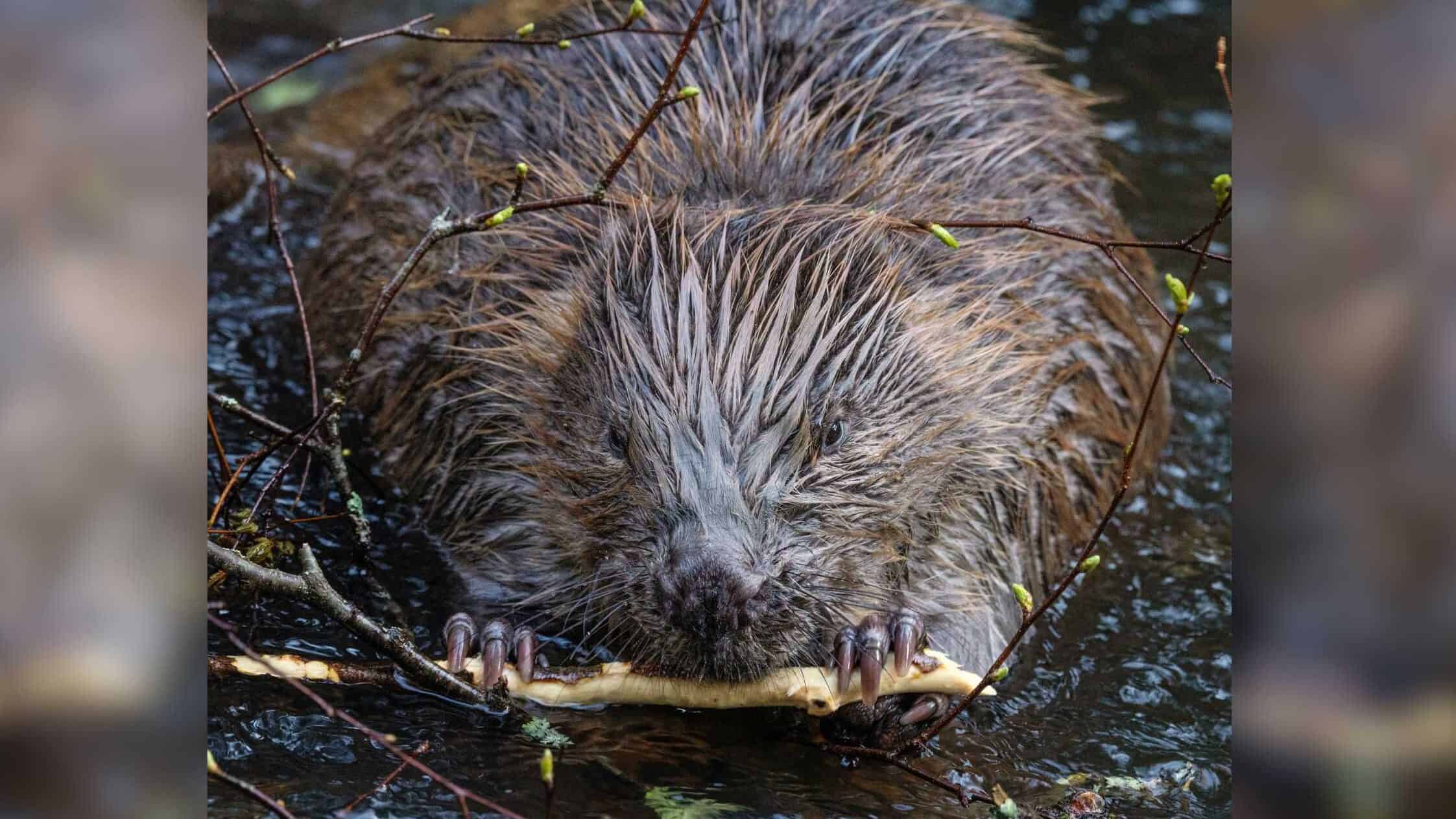 Beaver holding a twig.