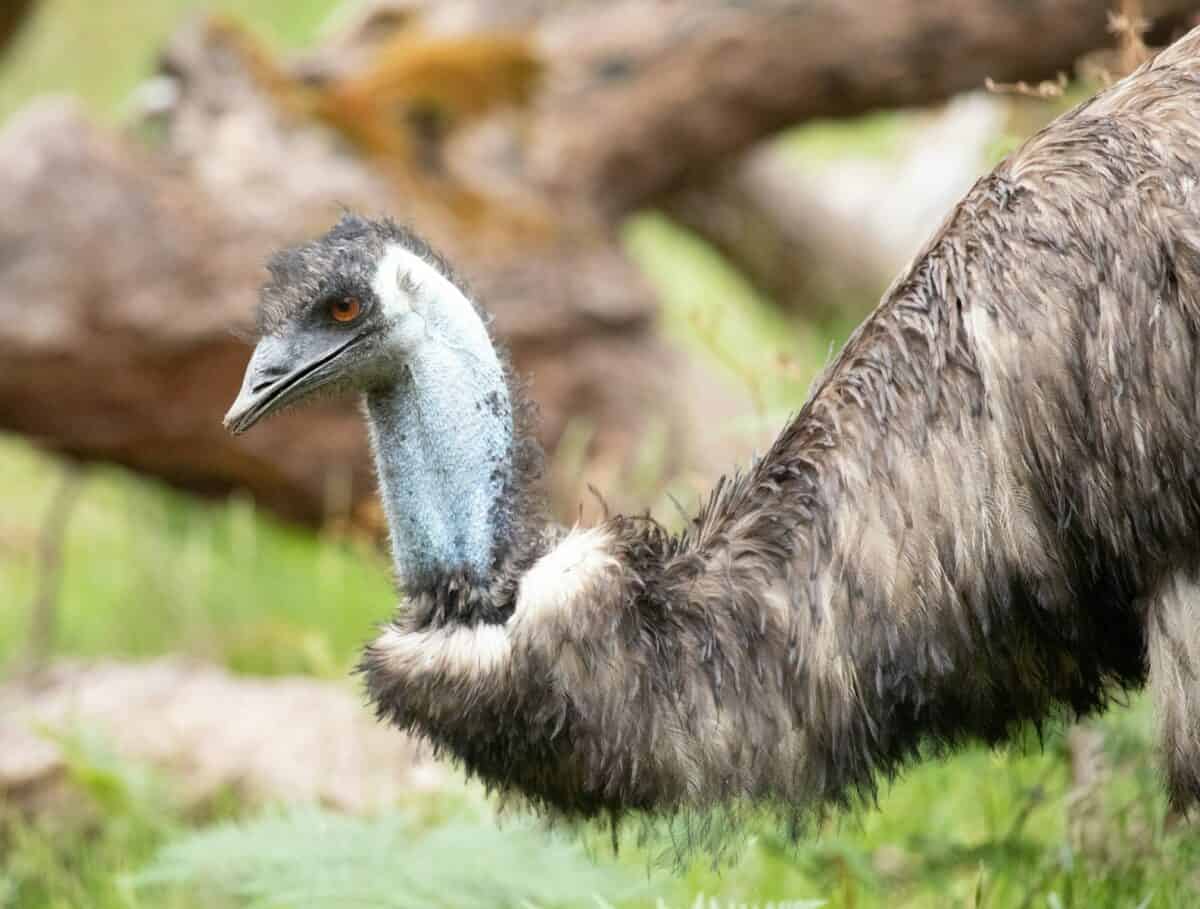 an ostrich is standing in a grassy area