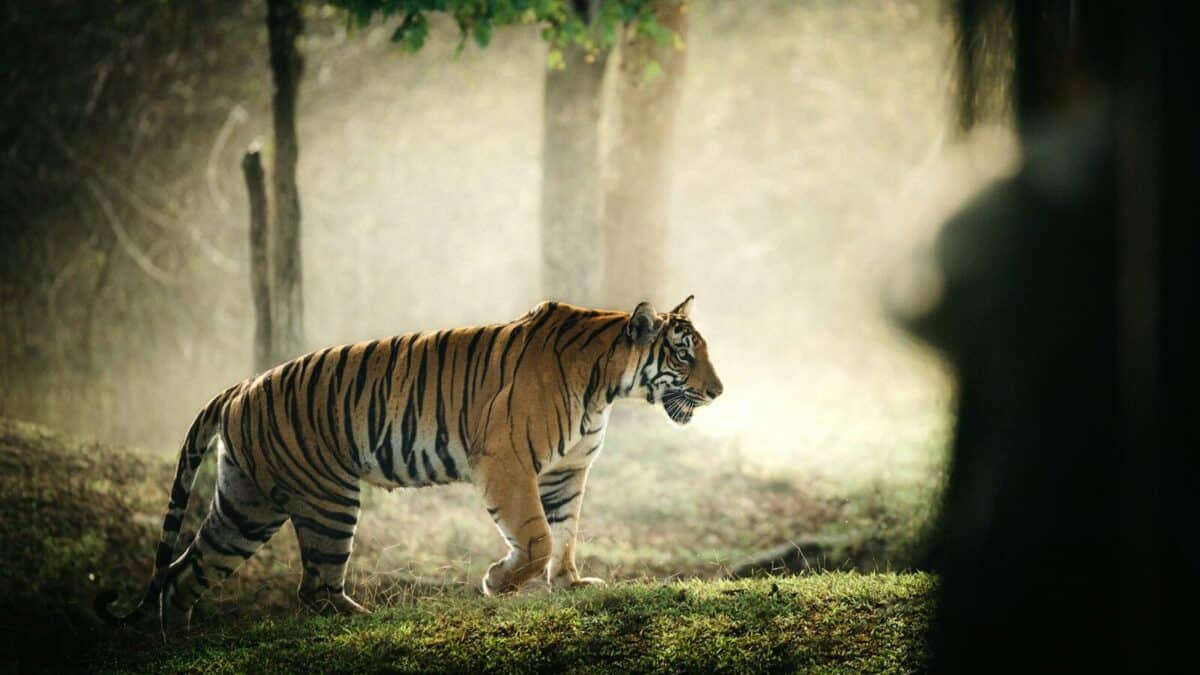 a tiger walking through a forest on a foggy day