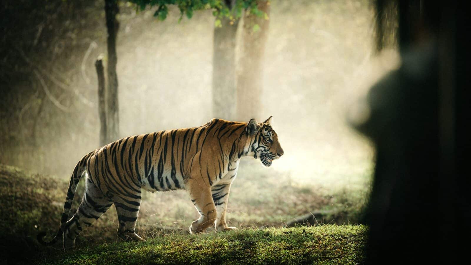a tiger walking through a forest on a foggy day