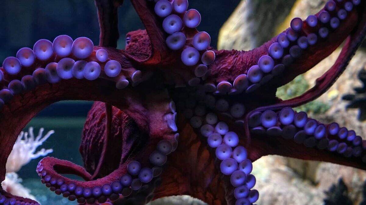 Ventral view of Octopus showing its arms.