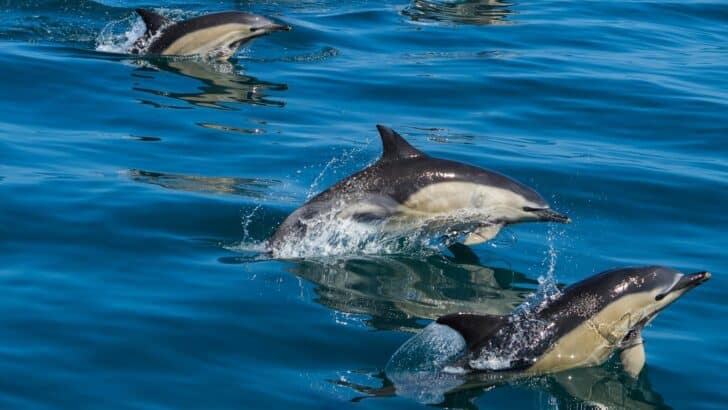 What It Means When Dolphins Play With Seaweed