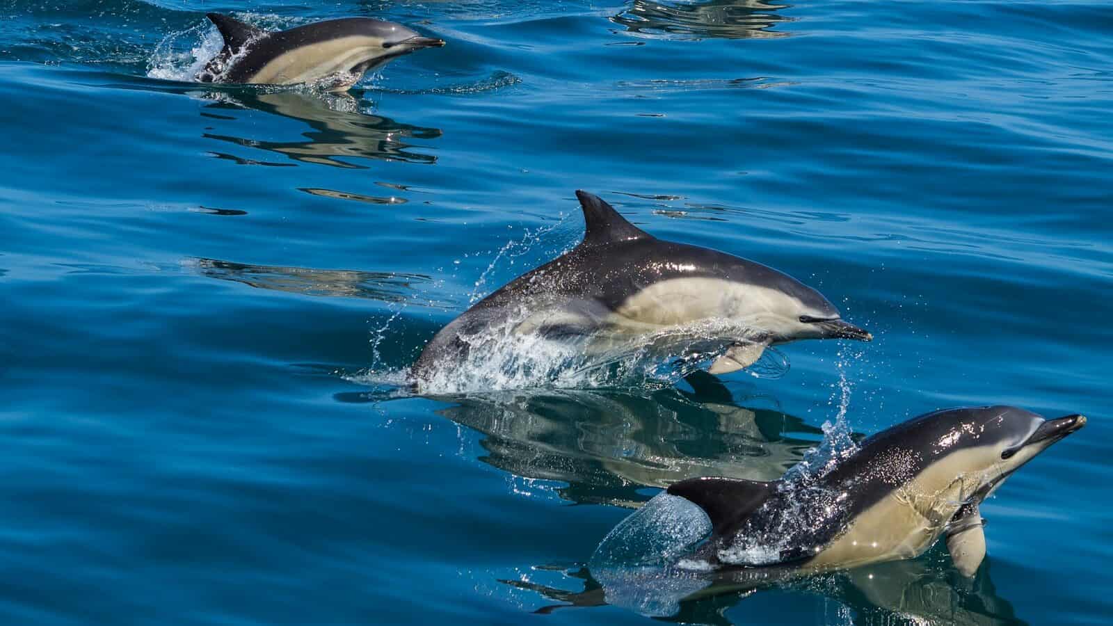 a group of dolphins swimming in the ocean