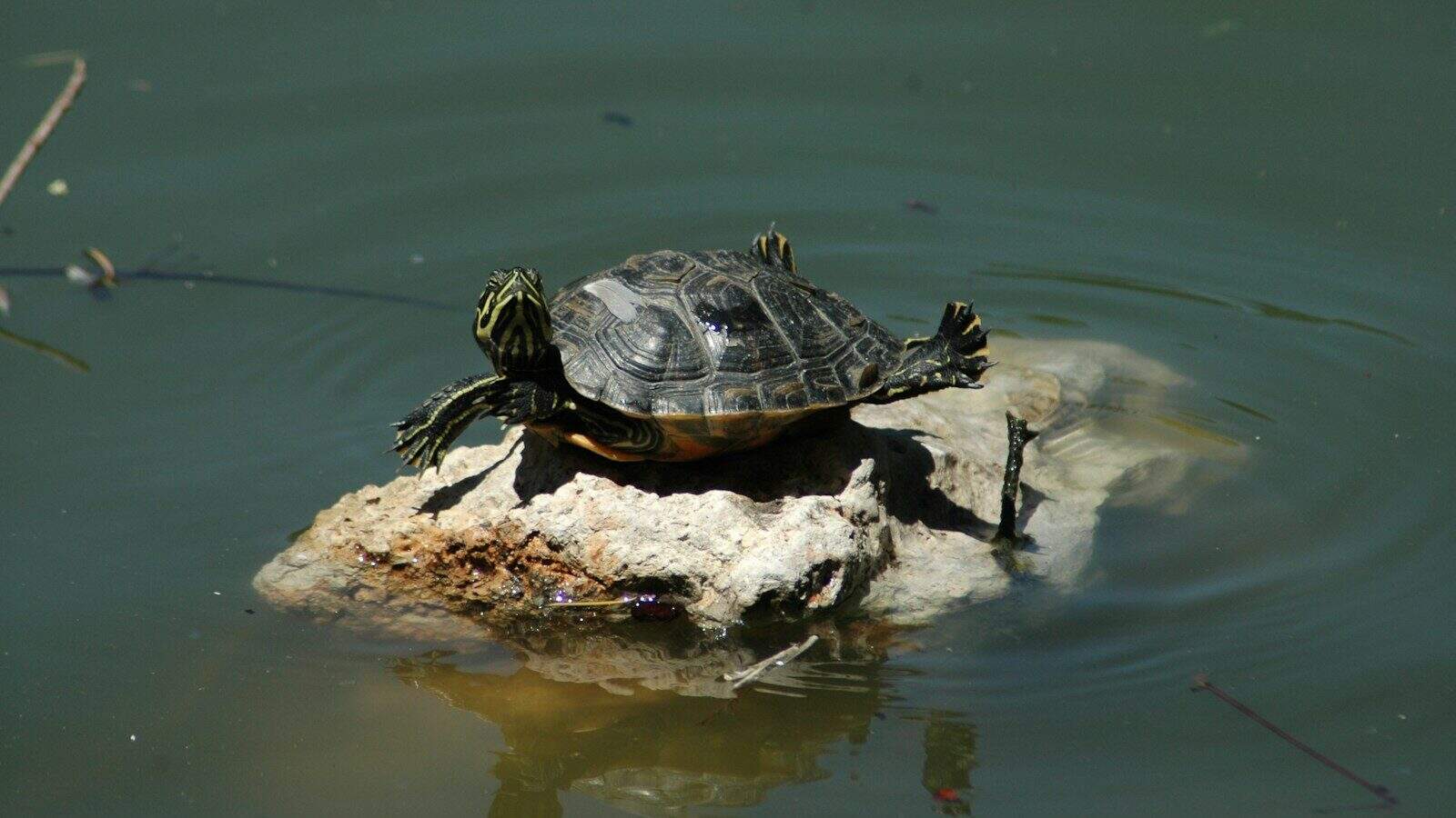 a turtle sitting on top of a rock in the water