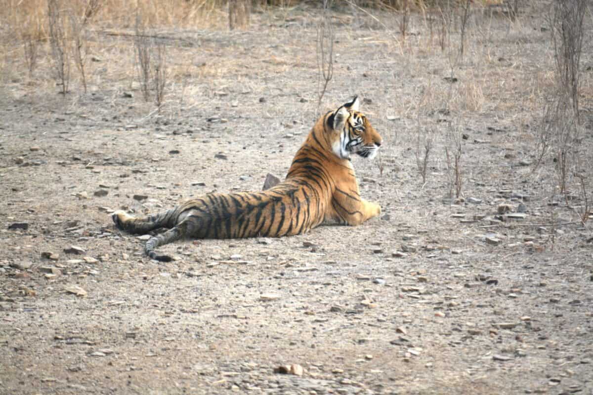 a tiger laying down in the middle of a field