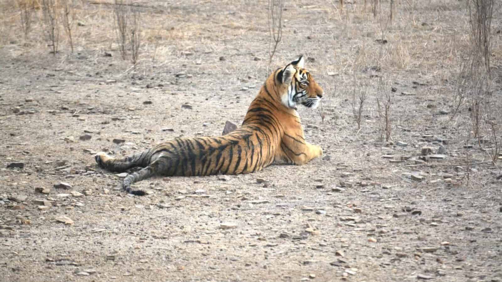 a tiger laying down in the middle of a field