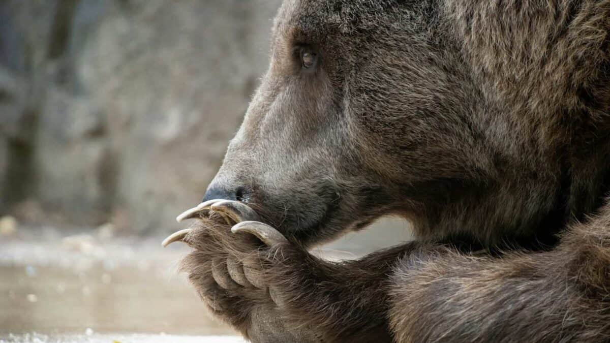 a brown bear with a baby bear
