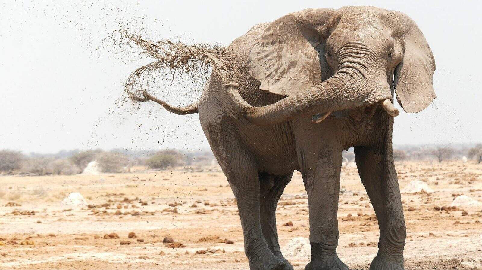 brown elephant on brown field