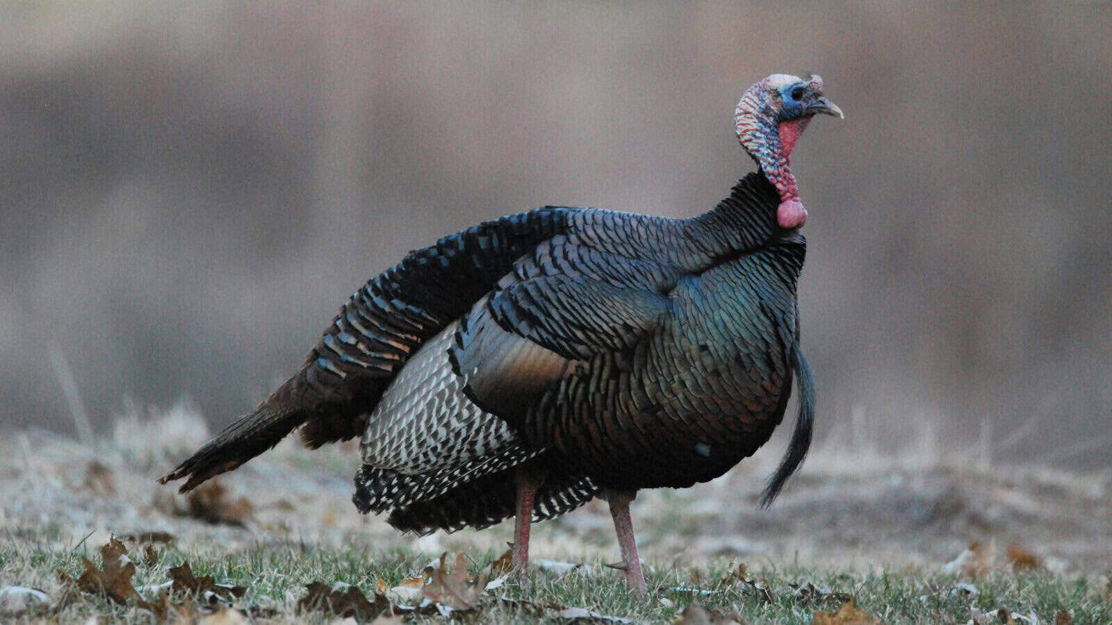a close up of a turkey standing in a field