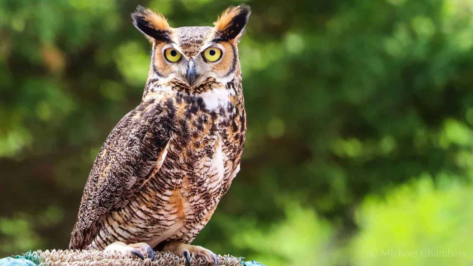 brown owl on brown tree branch during daytime
