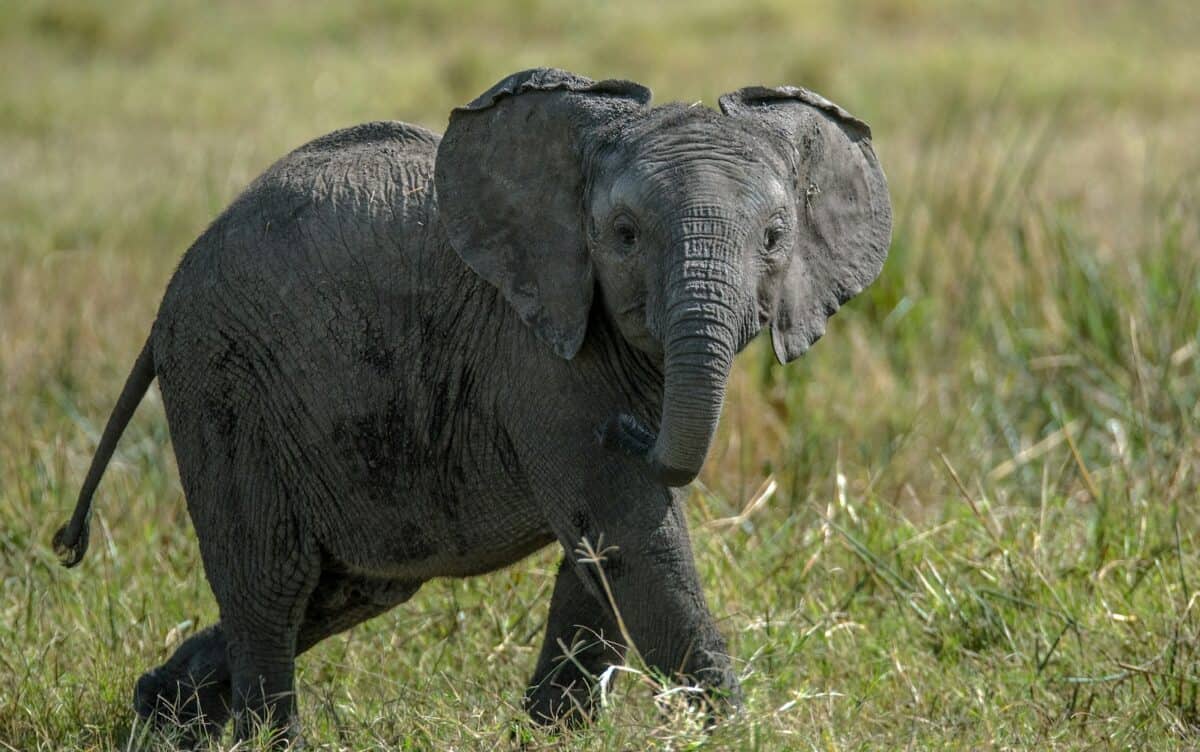 The Future of Elephant Orphan Care