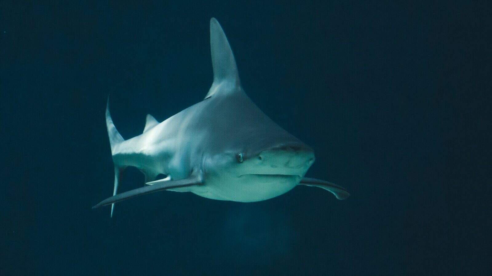 a large white shark swimming in the ocean